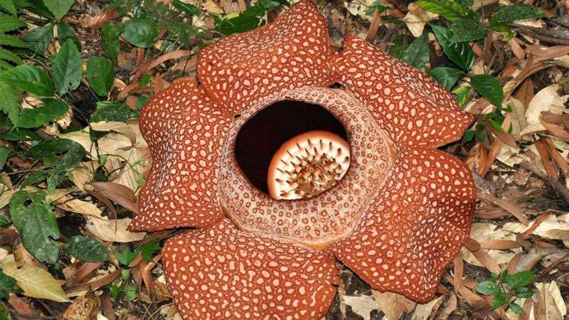 1,外观特征食人花是世界上最大的花,花朵直径能够达到1米,它通体呈深
