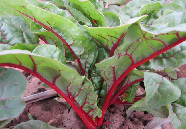 红甜菜,亦称"红菾菜",红甜菜别名:君达菜,牛皮菜,为变种,原产于欧洲地