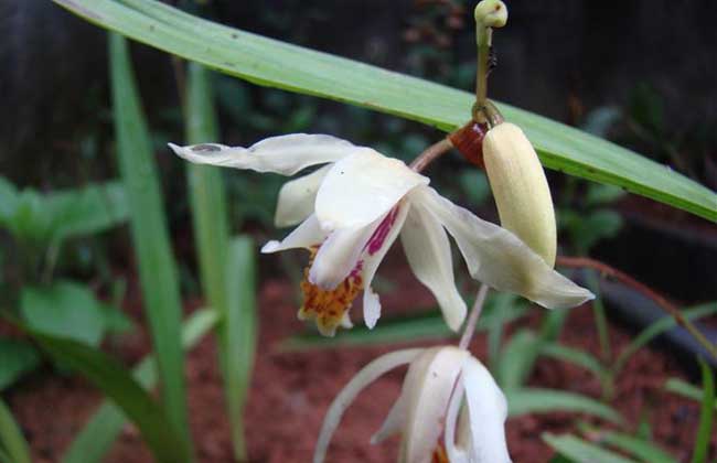 白芨种类图片大全