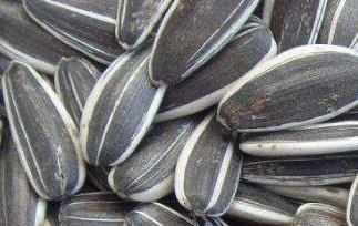 葵花籽的功效与作用及食用方法 农百科 葵花籽的功效与作用及食用方法 农百科