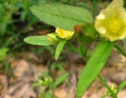 细叶黄花母的功效与作用 农百科