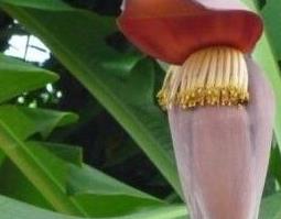 芭蕉花的功效芭蕉花的药用价值 农百科