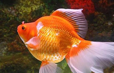 金鱼肠炎病怎么治疗 农百科