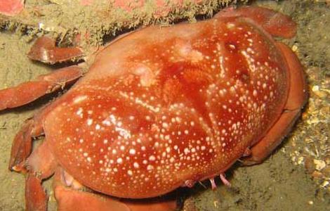 爱洁蟹和面包蟹对比图片