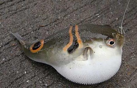 河豚最毒的部位