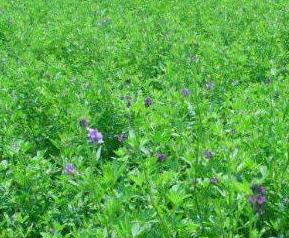紫花苜蓿的功效与作用 农百科