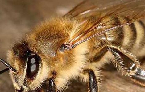 僵尸蜜蜂怎么处理