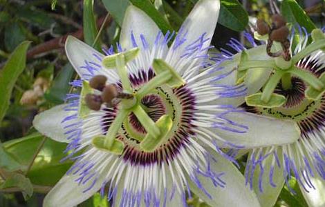 西番莲是一种芳香可口的水果,别称受难果,巴西果,热情果,转枝莲等,为