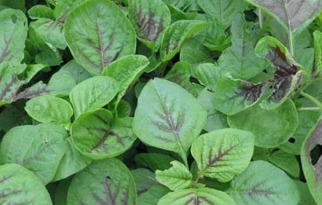 野苋菜孕妇能吃吗?