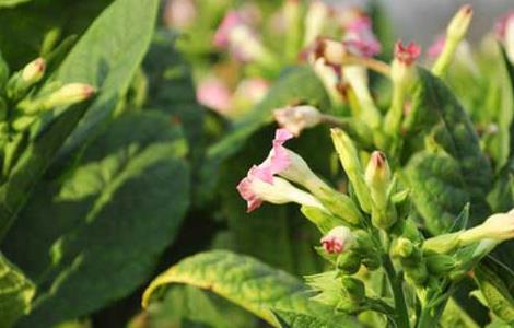 烟草花叶病的防治方法 农百科