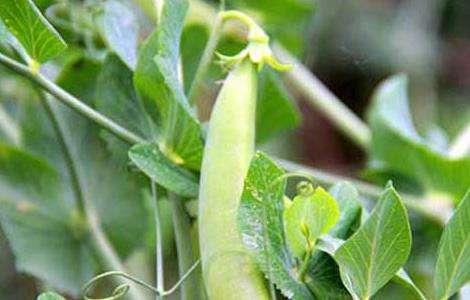 豌豆种子价格及种植方法 农百科