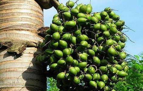 槟榔种植的注意事项-农百科