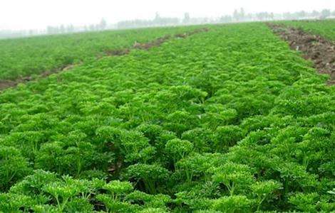 欧芹的种植方法-农百科