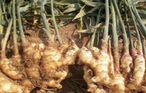 生姜花皮是什么原因 农百科