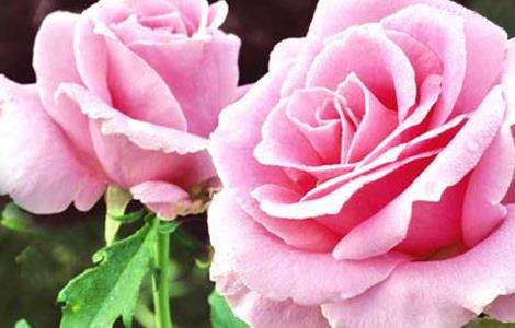 粉玫瑰花语和不同朵数所代表的意思 农百科