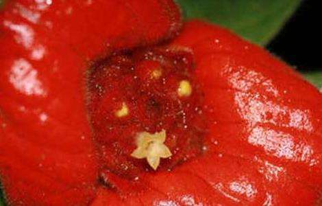 嘴唇花是什么植物 农百科