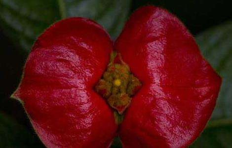 嘴唇花是什么植物 农百科