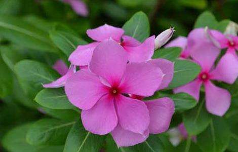 长春花种子怎么种 农百科