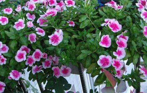 长春花种子怎么种 农百科