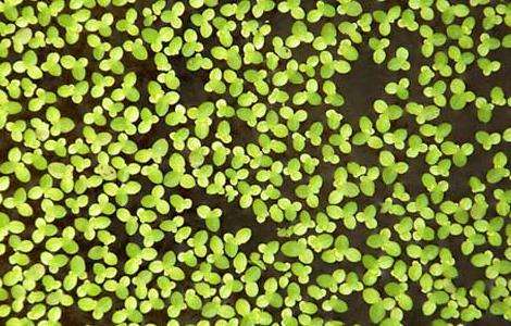 浮萍用种子和分株进行繁殖,采收成熟种子随采随播将种子用黄泥包成小