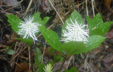 金粟兰的功效与作用-农百科