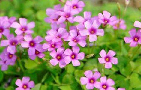 酢浆草的种植方法 农百科