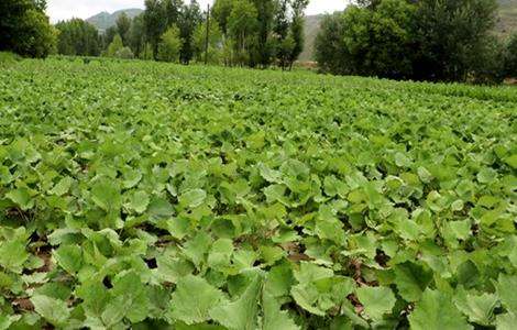 款冬花种植的注意事项-农百科