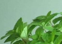 美国薄荷的种植方法 农百科