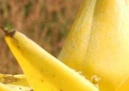 金芭蕉花的功效与作用 农百科
