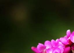 紫荆花如何养紫荆花的养殖方法 农百科