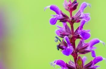 卡拉多纳鼠尾草