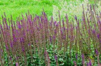 卡拉多纳鼠尾草