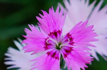 常夏石竹 农百科