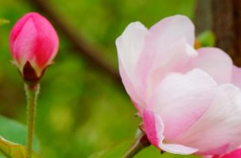 西府海棠 西府海棠