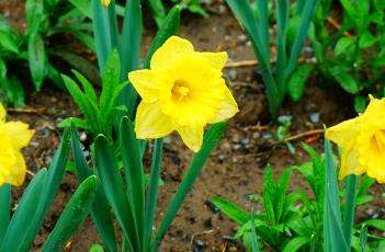 荷兰船长洋水仙