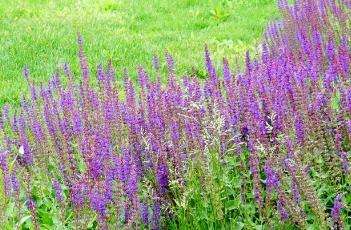 卡拉多纳鼠尾草