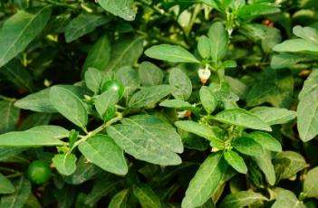 药用价值原产巴西,喜温暖湿润,阳光充足的环境,适宜生长在肥沃疏松