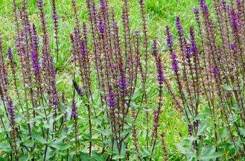 卡拉多纳鼠尾草