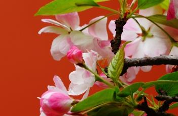 西府海棠 西府海棠