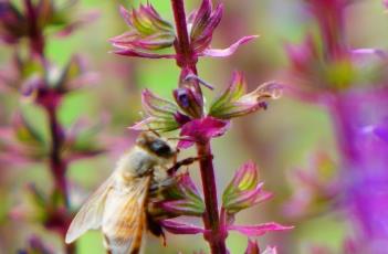 卡拉多纳鼠尾草