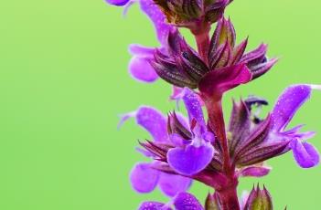 卡拉多纳鼠尾草