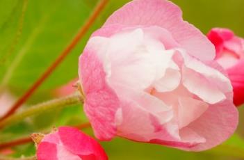 西府海棠 西府海棠