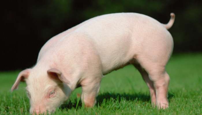 猪为什么喜欢拱地 猪喜欢拱地的原因-农百科