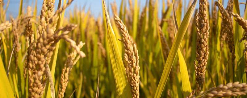 水稻是被子植物还是裸子植物 农百科