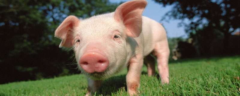 猪为什么喜欢拱地 猪喜欢拱地的原因-农百科