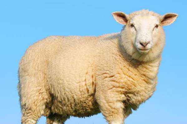 羊怎样养殖-农百科