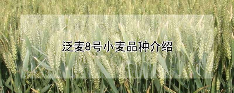 泛麦8号小麦品种介绍
