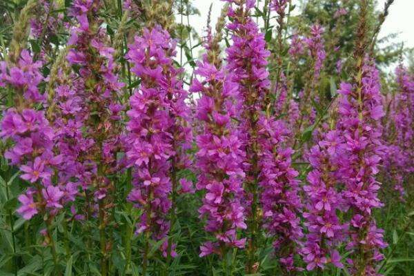 二,花期养护千屈菜属于一种多年生草本植物,它的开花期是在7-9月份间.