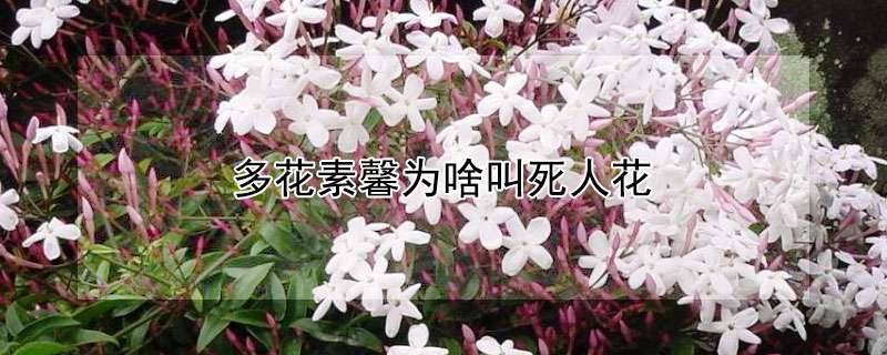 多花素馨为啥叫死人花 农百科 多花素馨为啥叫死人花 农百科