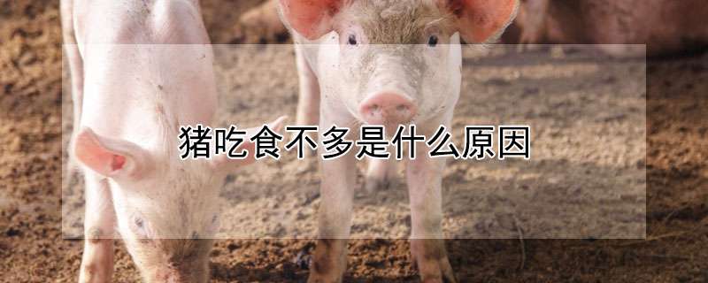 猪吃食不多是什么原因